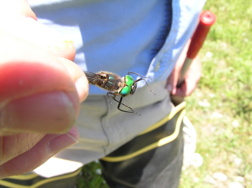 Brush-tipped Emerald photographed in Ohio