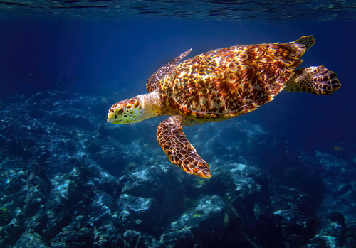 Hawksbill turtle