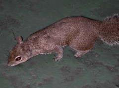 Sciurus carolinensis