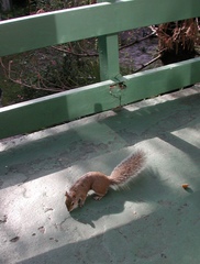 Sciurus carolinensis