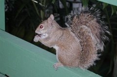 Sciurus carolinensis