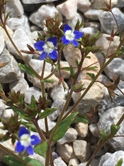 Veronica capillipes