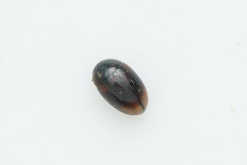 Cercyon lateralis