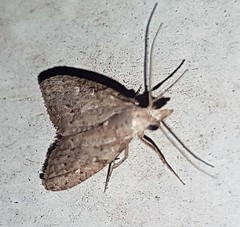 Nola pleurosema