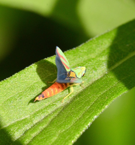 Rhododendron Leafhopper photo 6