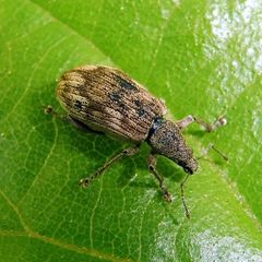 Polydrusus tereticollis