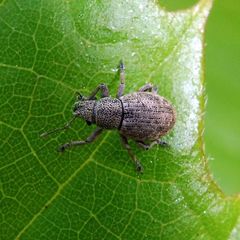 Strophosoma capitatum