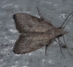 Nola pleurosema