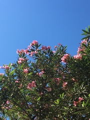 Nerium oleander
