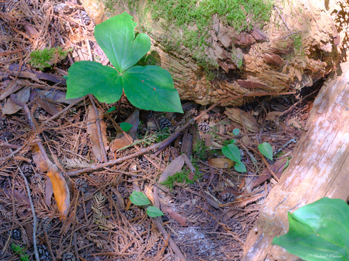 Coast Trillium seedling