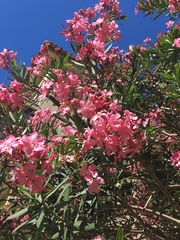 Nerium oleander