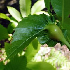 Dryocosmus kuriphilus