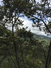 Weinmannia fagaroides