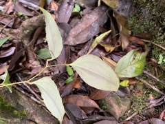 Smilax nantoensis