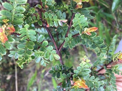 Weinmannia fagaroides