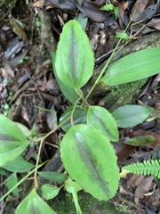 Smilax nantoensis