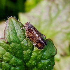 Tachycixius pilosus