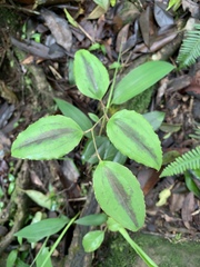 Smilax nantoensis