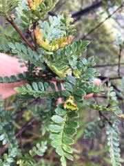 Weinmannia fagaroides