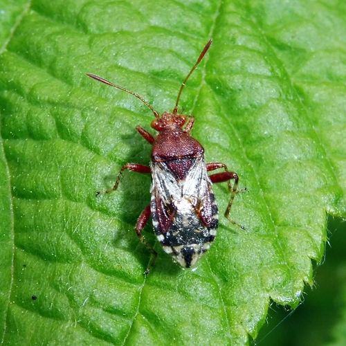 Dryžapilvė Kampuotblakė nuotrauka