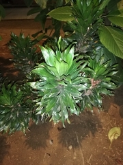 Dracaena fragrans compacta