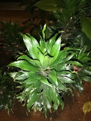 Dracaena fragrans compacta