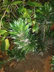 Dracaena fragrans compacta