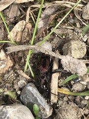 Pterostichus burmeisteri