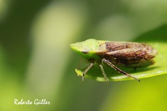 Xerophloea