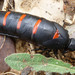 Red-striped Oil Beetle - Photo (c) gailhampshire, some rights reserved (CC BY)