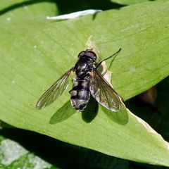 Portevinia maculata