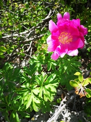 Paeonia officinalis