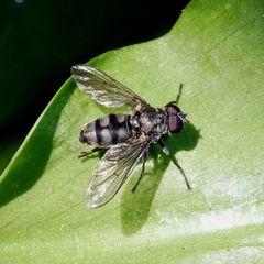 Portevinia maculata