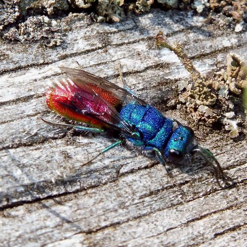 Chrysura radians