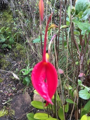 Masdevallia coccinea