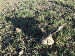 Chordeiles gundlachii