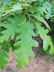 Quercus cerris
