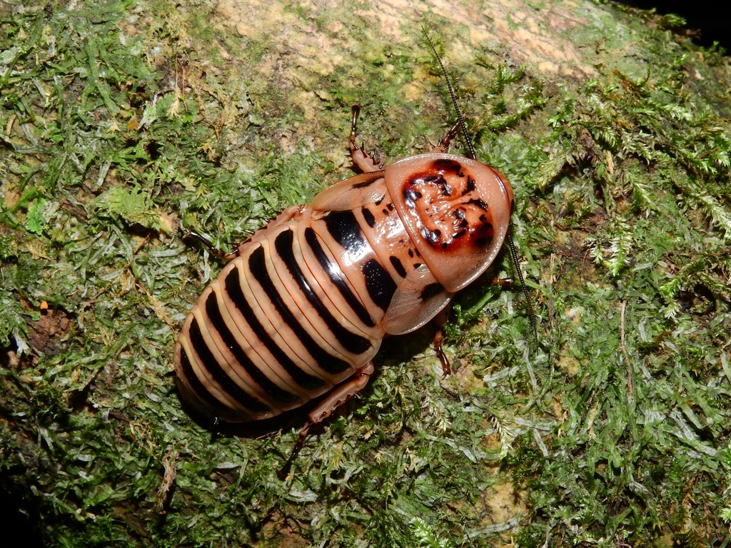 Brachycolini