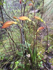 Masdevallia coccinea