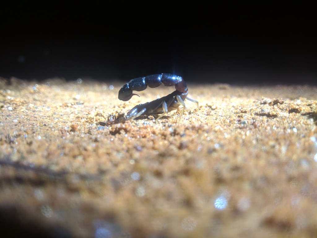 Buthoscorpio politus