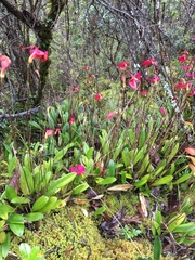 Masdevallia coccinea