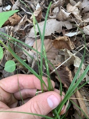 Carex spicata