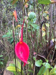 Masdevallia coccinea