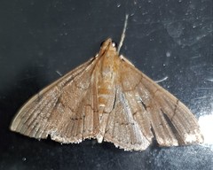 Hyalobathra