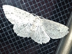 Cyclophora turneri