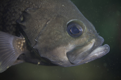 Acanthistius patachonicus