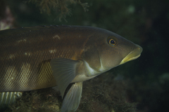 Pinguipes brasilianus