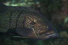 Acanthistius patachonicus