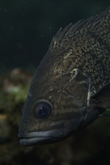 Acanthistius patachonicus