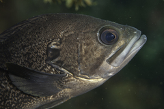 Acanthistius patachonicus
